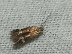 Aproaerema simplexella