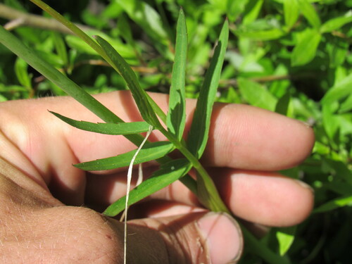 Image of Oxypolis fendleri by (c) Anders Hastings, some rights reserved (CC BY)
