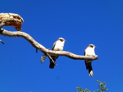 Eurocephalus anguitimens