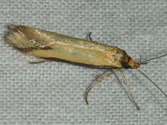 Philobota protecta