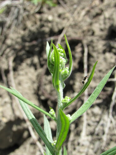 Image of Hackelia floribunda by (c) Anders Hastings, some rights reserved (CC BY)