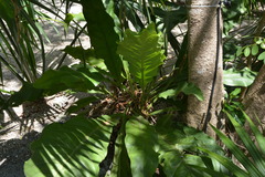 Anthurium schlechtendalii