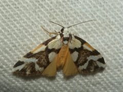 Thallarcha staurocola