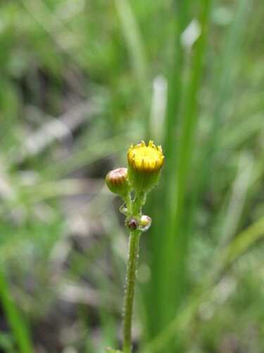 Image of Packera pseudaurea by (c) Anders Hastings, some rights reserved (CC BY)