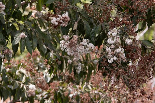 Cordia alliodora - Whole tree