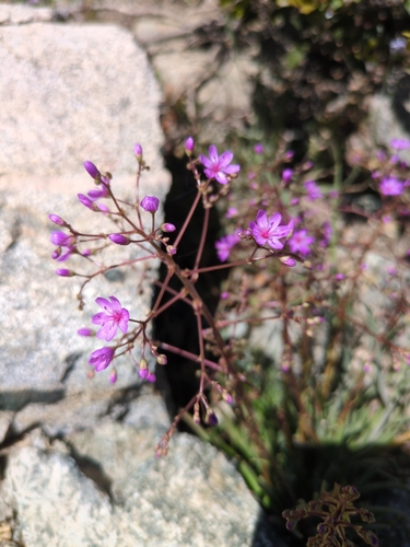 Image of Lewisia leeana by no rights reserved