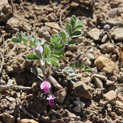 Astragalus newberryi