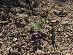 Astragalus newberryi