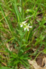 Turritis glabra