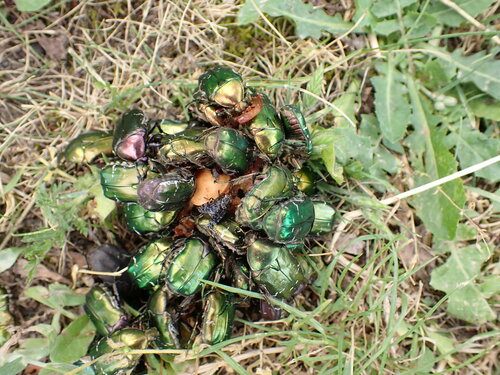 European Rose Chafer photo 6