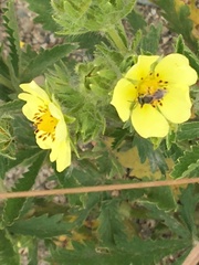 Potentilla recta