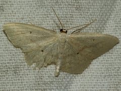 Scopula perlata