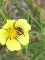 Potentilla recta