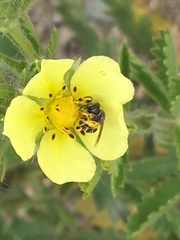Potentilla recta