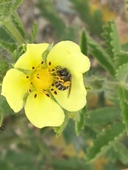 Potentilla recta
