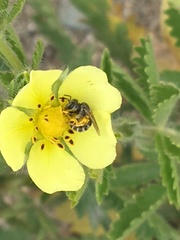 Potentilla recta