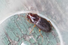 Harpalina