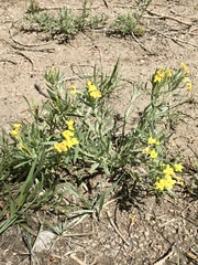 Lithospermum incisum
