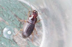 Harpalina