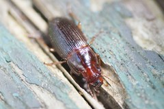 Harpalina
