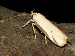 Philobota protecta