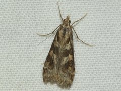 Nomophila corticalis