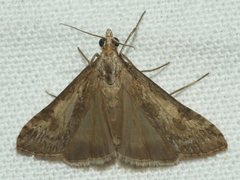 Nomophila corticalis