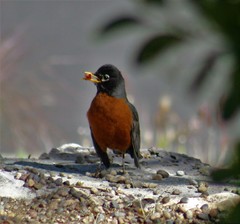 Turdus migratorius