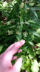 Perideridia americana