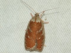 Euchaetis rhizobola