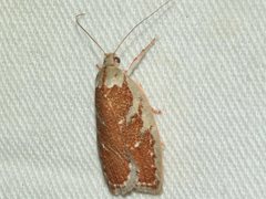 Euchaetis rhizobola