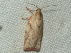Euchaetis inceptella
