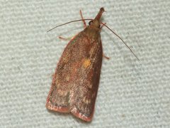 Enchocrates glaucopis
