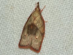 Enchocrates glaucopis
