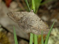 Taxeotis reserata