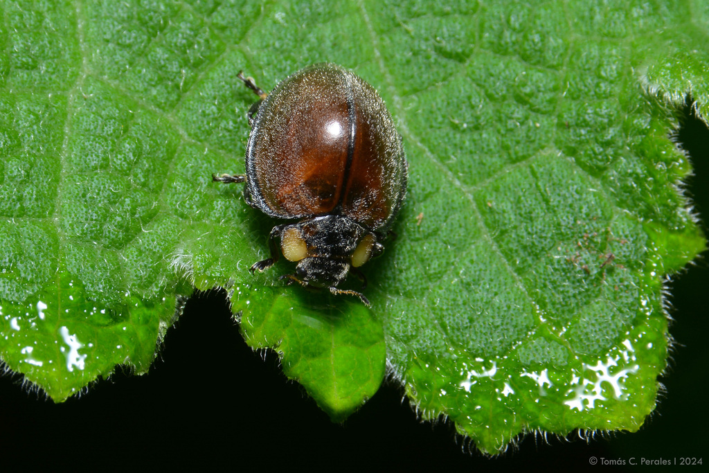 Epilachna Lady Beetles
