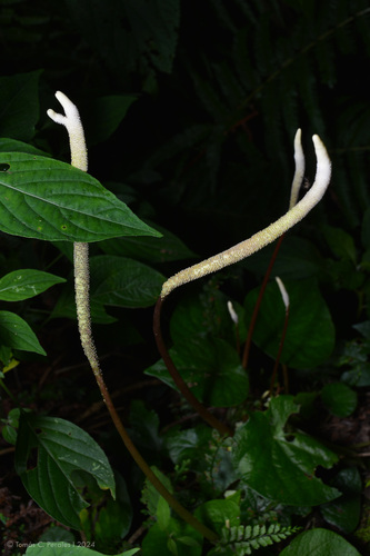 Peperomia armstrongii (Peperomia armstrongii)