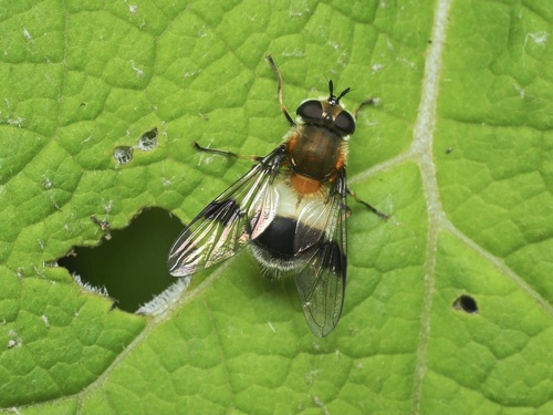 Blotch-winged Hoverfly photo 3