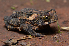 Salta Toad photo 5