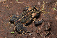 Salta Toad photo 2