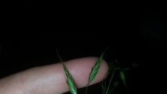 Bromus japonicus