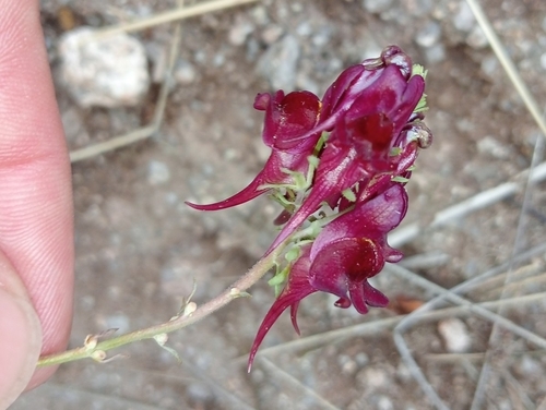 Image of Linaria aeruginea by (c) Andrés Romero Bravo, some rights reserved (CC BY)