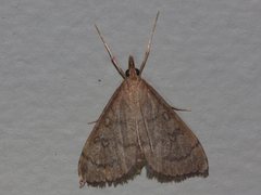 Metasia dicealis