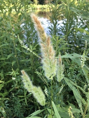Polypogon interruptus