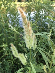 Polypogon interruptus