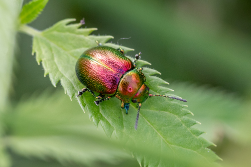 Tansy Beetle