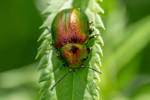Tansy Beetle