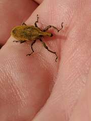 Lixus concavus