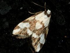 Thallarcha staurocola