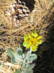 Packera candidissima